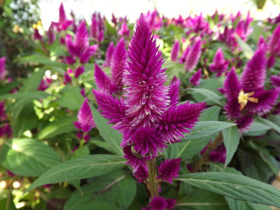 Lorvox COLORFUL Mixed CELOSIA Flower Seed(145 per packet)