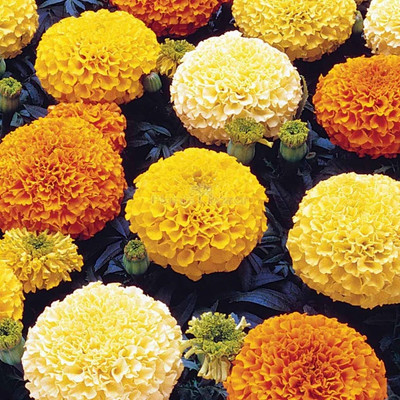 DEYS AGRO ™ Premium Hybrid Marigold Flower Seeds Long-Blooming Garden Seed(53 per packet)