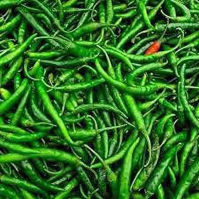 KANAYA Chilli Mirchi Seed(60 per packet)