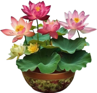 LPR Lotus seeds Seed(10 per packet)
