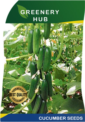 Greenery Hub Crunchy Cucumber Seeds for Home Gardening Seed(50 per packet)