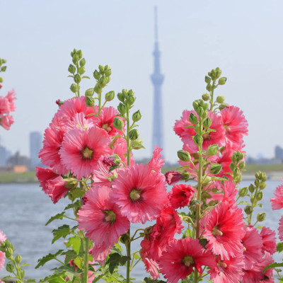 Lorvox Hollyhock Mixed Color Seed(20 per packet)