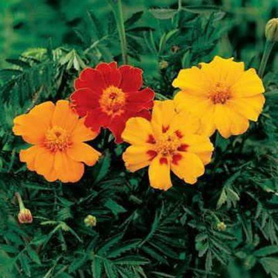 VibeX ® RXI-27 Disco Mix Marigold Seed(500 per packet)