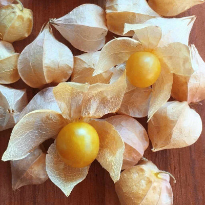 QALANDAR Cape Gooseberry Tomatillo Seed(20 per packet)