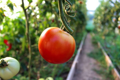 Greengets tomato Seed(65 per packet)