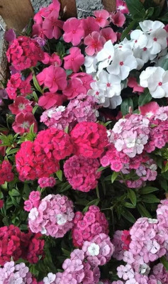 Rudraa Phlox Mixed Flower Seeds – Colorful Blooming Garden Delight Seed(50 per packet)
