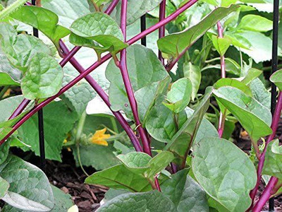 VibeX ® RXI-85 Malabar Red Stem Spinach Phooi Leaf Seed(500 per packet)