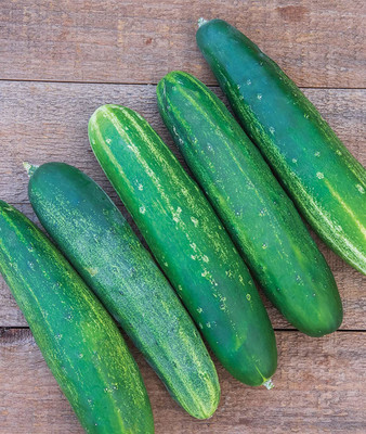 CYBEXIS HUA-31 - Straight Eight Slicing Cucumber - (150 Seeds) Seed(150 per packet)