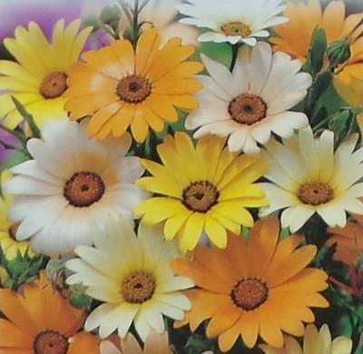 XOLDA Exotic daisy mix Seed(42 per packet)
