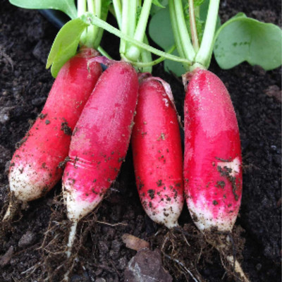 CYBEXIS XLL-35 - China Rose Radish Sprouting - (750 Seeds) Seed(750 per packet)