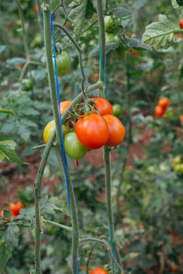 dvk tomato Seed(100 per packet)