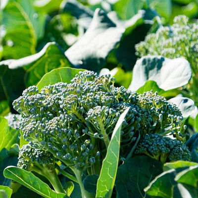 CYBEXIS Calabrese Broccoli Seeds - Heirloom Non-GMO Green2000 Seeds Seed(2000 per packet)