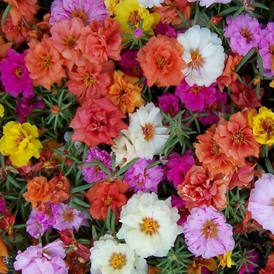 CRGO PORTULACA Seed(70 per packet)