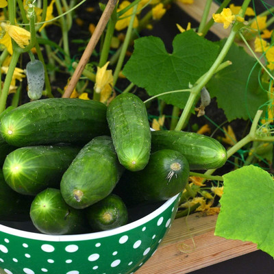 Qualtivate ICRA-3A Heirloom Cucumber (Marketmore) Seed(300 per packet)