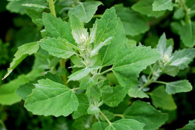RISTO Bathua (Chenopodium) Seed(220 per packet)
