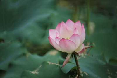 ME Traders lotus,kamal seeds Seed(10 per packet)