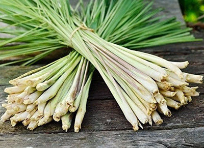 CYBEXIS NDIR-51 - East Indian Lemon Grass - (750 Seeds) Seed(750 per packet)
