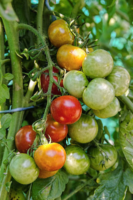 ujjaiseeds tomato Seed(95 per packet)