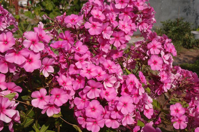 Aywal Phlox Mixed Color F1 Hybrid Seed(100 per packet)