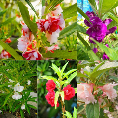 SeeGreen Mixed Hybrid balsam/bulsam/dopati mix color variety flower_70 Seed(70 per packet)