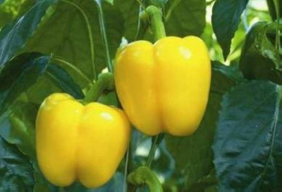 ibains Capsicum combo seeds Seed(82 per packet)
