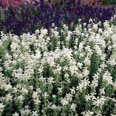 Qualtivate GBPT-1A Salvia White Swan Sage Seed(100 per packet)