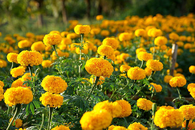 Alberts marigold,gende ka phool Seed(35 per packet)