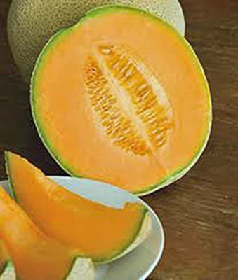 WILLVINE LXI-431 Light Green Honey Dew Musk Melons Seed(200 per packet)