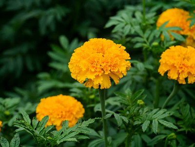 Farmonix marigold/gende ka phool flower seeds Seed(50 per packet)