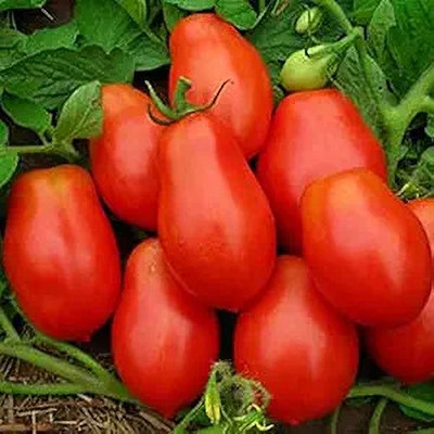 LPR TOMATOO ,TAMATAR Seed(100 per packet)