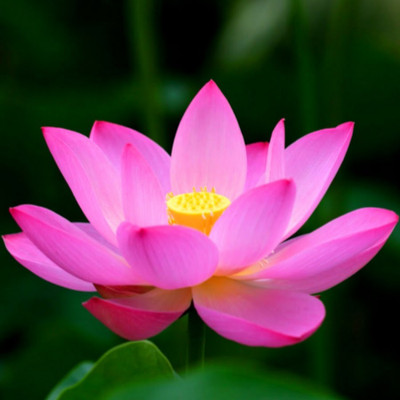 ibains Lotus seeds for pond Seed(10 per packet)