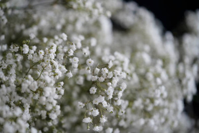 saheli gypsophila flower Seed(50 per packet)