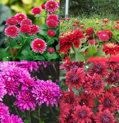 ibains Guldaudi flower seed beez 11 Seed(11 per packet)