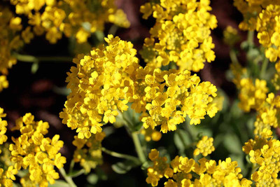 BDSresolve yellow alyssum flower seeds/alyssum seed 13 Seed(13 per packet)