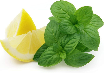 Qualtivate HUA-2A Lemon Mint Seeds Seed(200 per packet)