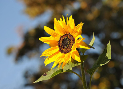 VibeX PUAS-77 - Giant Sunflower Kit - (1350 Seeds) Seed(1350 per packet)
