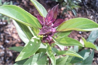 VibeX ® VLR-8 Basil 'Queen of Sheba' Seed(1000 per packet)