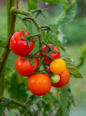 MAHYCO HYBRID TINDA tomato Seed(125 per packet)
