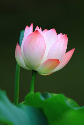 ARYAN EVERGREEN lotus,kamal gatta Seed(11 per packet)