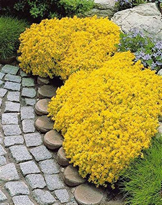 CYBEXIS GUA-49 - Creeping Thyme Yellow Rock Cress - (1350 Seeds) Seed(1350 per packet)