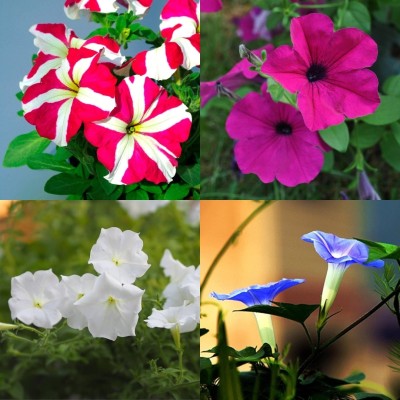 ibains White petunia flower seeds bij 29 Seed(29 per packet)