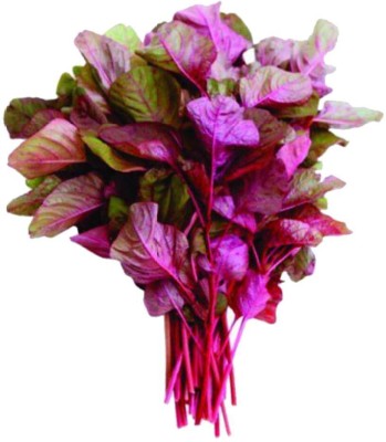 Quentova Red Amaranthus-KTK-7F Seed(300 per packet)