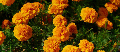 DIVINE marigold/gende ka phool flower seeds Seed(75 per packet)