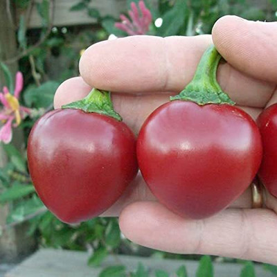 DIVINE CHILLI , PEPPER Seed(15 per packet)