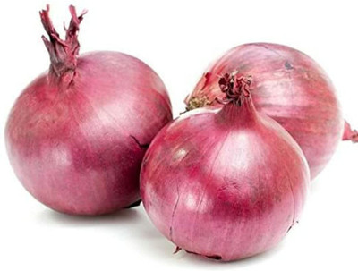 WILLVINE XL-1507 Imported Onion F1 Hybrid seeds-1500 Seeds Seed(1500 per packet)