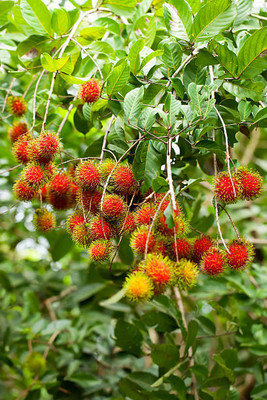 MAA LITCHI,LICHEE,LYCHEE Seed(11 per packet)