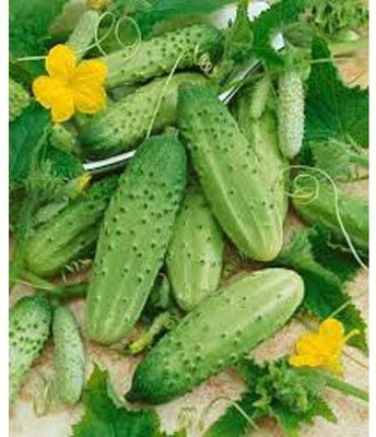 Quentova Cucumber Centella F1 Seed-CuC_1228 Seed(250 per packet)