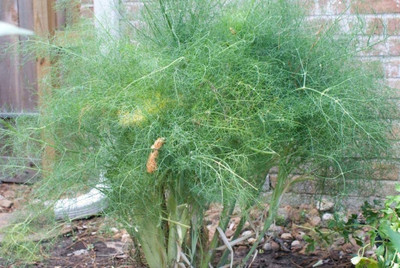 CYBEXIS XL-29 - Non-GMO Dill - (250 Seeds) Seed(250 per packet)