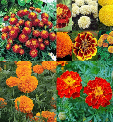 ibains Marigold flower seeds mix colour hybrid pack of 45 Seed(45 per packet)