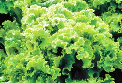 Qualtivate RES-4A Green Ice Leaf Lettuce Seeds Seed(300 per packet)